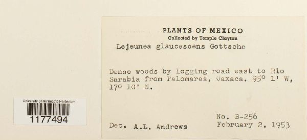 Lejeunea glaucescens image