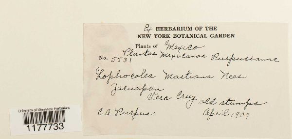 Cryptolophocolea martiana image