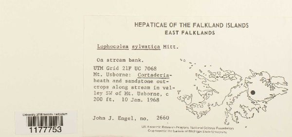 Chiloscyphus sylvaticus image