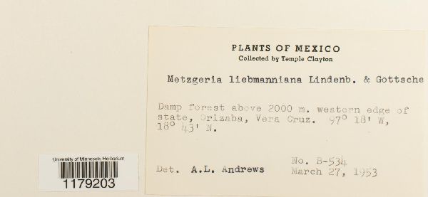 Metzgeria liebmanniana image