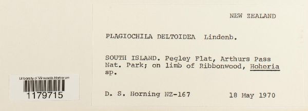 Plagiochila deltoidea image