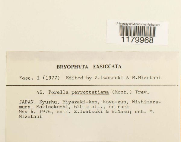 Porella perrottetiana image