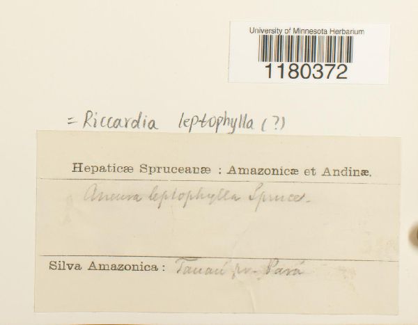 Riccardia leptophylla image