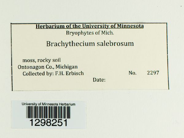 Brachythecium salebrosum image