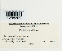 Ptilidium ciliare image