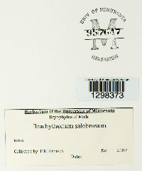 Brachythecium salebrosum image