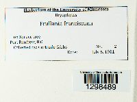 Frullania franciscana image