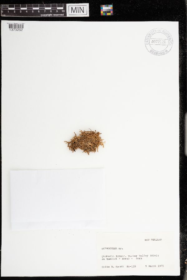 Lophocolea image