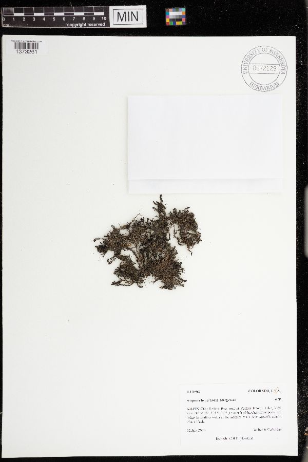 Scapania hyperborea image