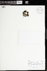 Image of Schistidium dupretii