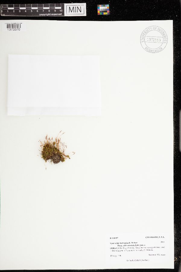 Syntrichia norvegica image