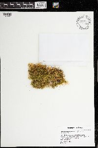 Homalothecium aeneum image