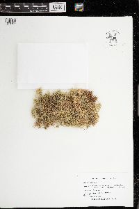 Sphagnum palustre image