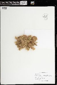 Sphagnum palustre image