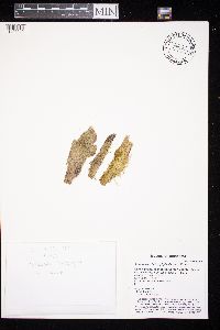 Lophocolea heterophylla image