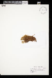 Dicranum polysetum image