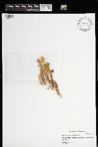 Sphagnum contortum image