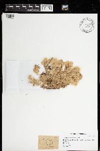 Sphagnum papillosum image