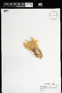 Sphagnum teres image