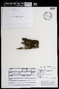 Frullania inflata image