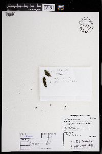 Fissidens taxifolius image