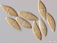 Endoraecium hyalosporum image