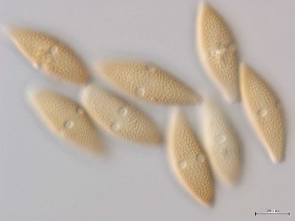 Endoraecium hyalosporum image