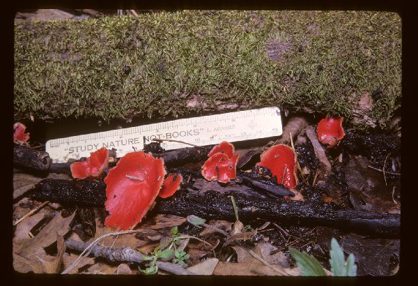 Sarcoscypha coccinea image