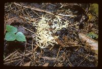Ramariopsis asterella image