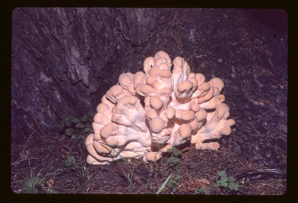 Laetiporus sulphureus image