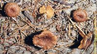 Cortinarius aureifolius image