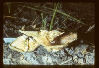 Lentinus strigosus image