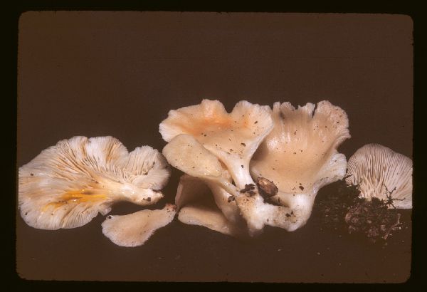 Pleurotaceae image