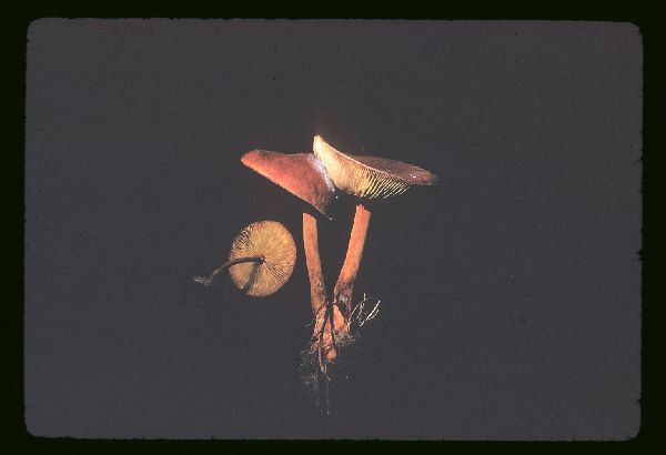 Xeromphalina tenuipes image