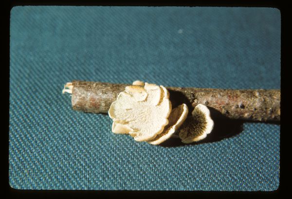 Plicaturopsis image