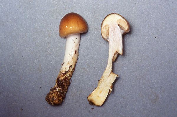 Cortinarius septentrionalis image