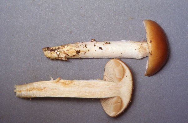 Cortinarius mucosus image