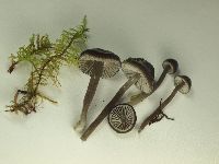 Gliophorus irrigatus image