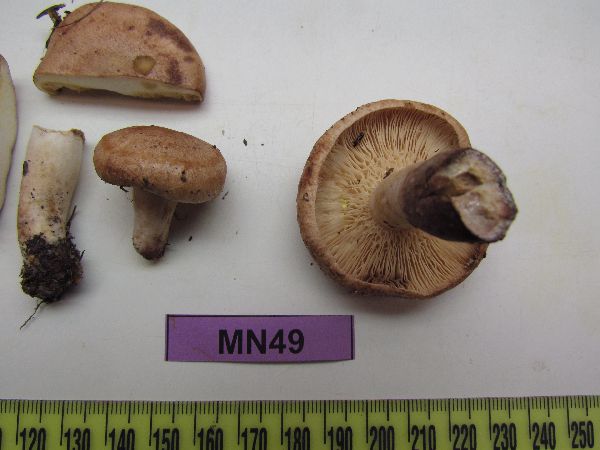 Lactarius chrysorrheus image