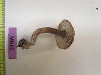 Tricholoma atrosquamosum image