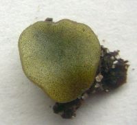 Ascobolus viridis image