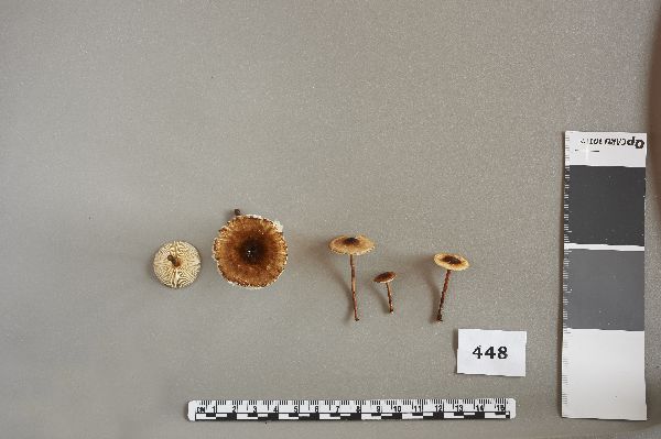Crinipellis zonata image