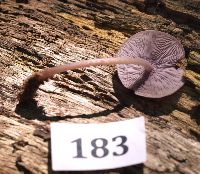 Baeospora myriadophylla image