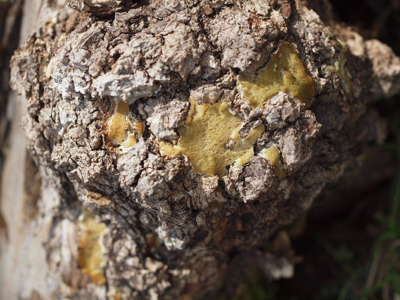 Diplomitoporus crustulinus image