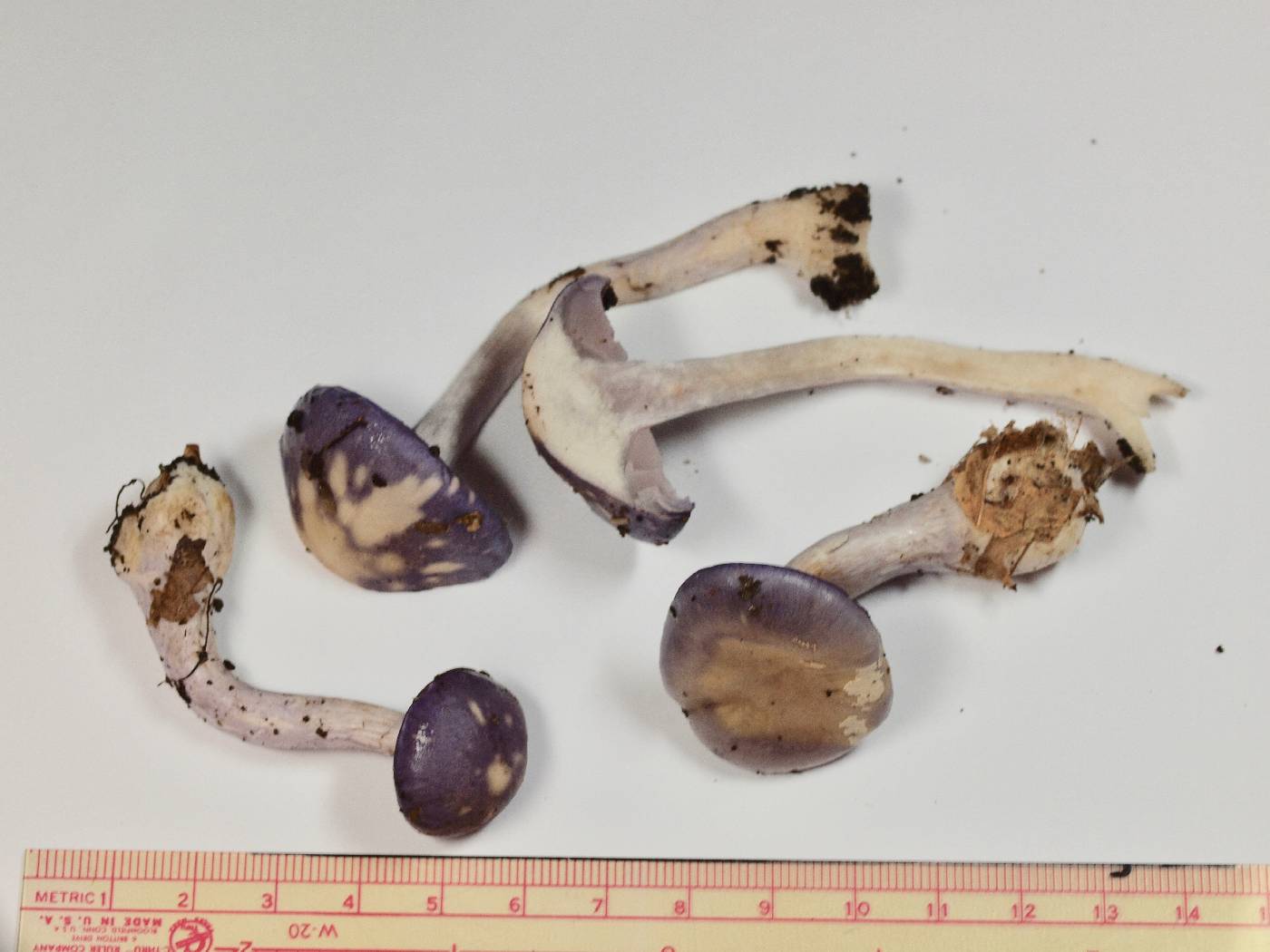 Cortinarius iodes image