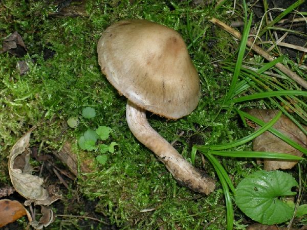 Cortinarius lucorum image