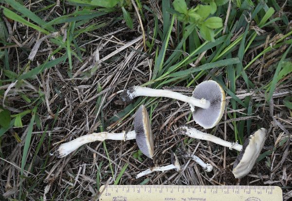 Stropharia melanosperma image