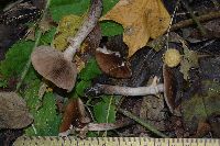 Cyclocybe erebia image