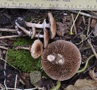 Cyclocybe erebia image