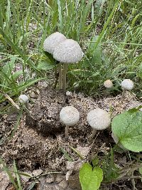 Panaeolus antillarum image